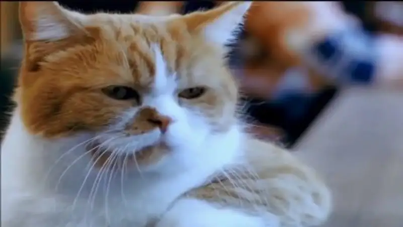 Риддерца привлекут к уголовной ответственности за убийство кота