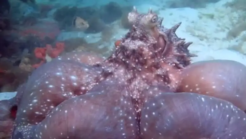 В Австралии осьминог попытался напасть на дайвера