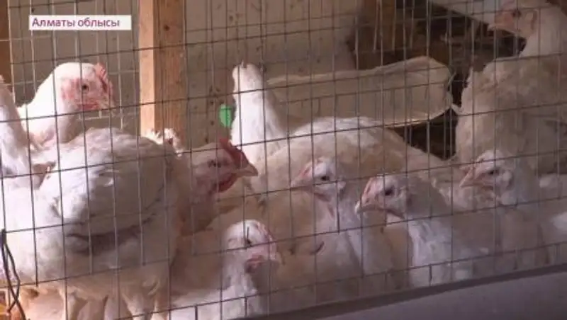 В Алматинской области увеличивается число заражений птичьим гриппом