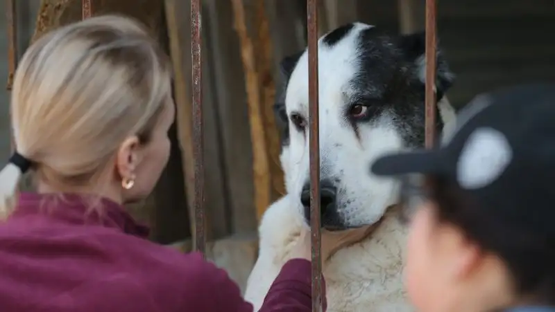 Президент подписал закон об ответственном обращении с животными