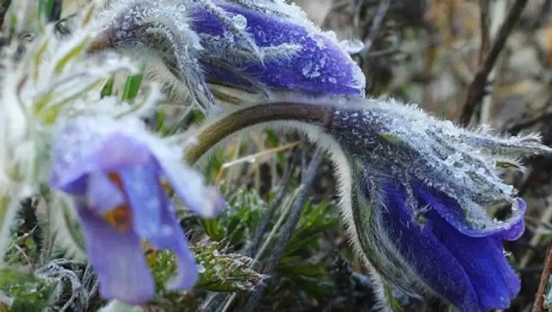 В четырех областях РК и Астане из-за заморозков объявлено штормовое предупреждение