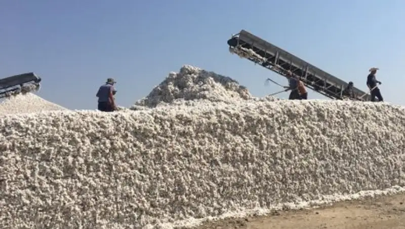 Мактааральские крестьяне реализуют первый урожай хлопка по 165 тенге за килограмм