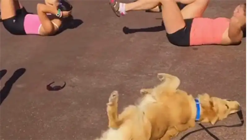 Пес-любитель фитнеса покорил пользователей Сети