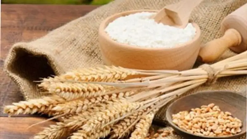 Костанайская область за полгода экспортировала более 1 млн тонн зерна и муки