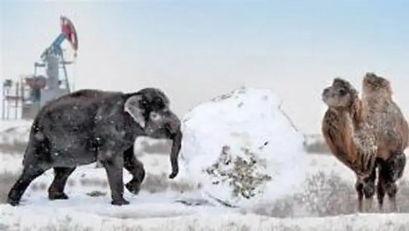 Группа столичных экологов предлагает разводить в Казахстане азиатских слонов