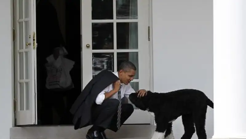 Cобака Обамы покусала девушку в Белом доме