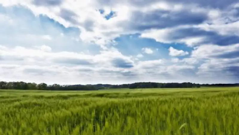 Online. Запрет на продажу и аренду земли иностранцам и кандасам