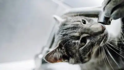 yuga.ru, фото - Новости Zakon.kz от 01.02.2021 21:22