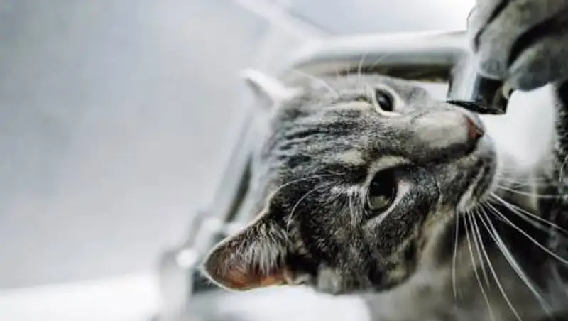 В одном из районов Алматы на семь часов отключат холодную воду