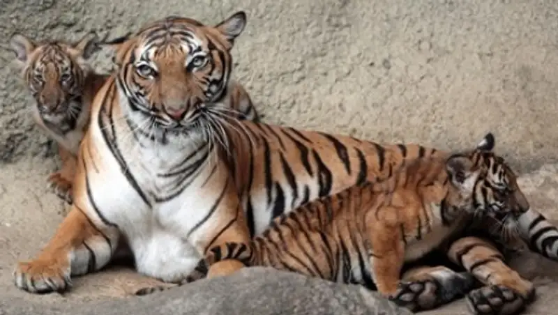 Тигр в Калифорнии убил сотрудницу зоопарка