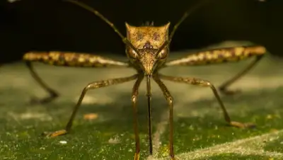 Pixabay, фото - Новости Zakon.kz от 22.07.2020 18:43