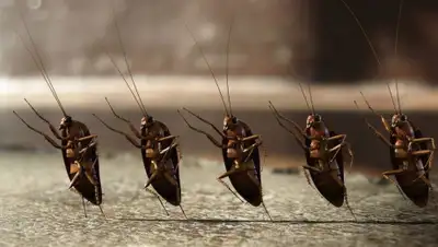 dezstancya.ru, фото - Новости Zakon.kz от 19.06.2020 10:05