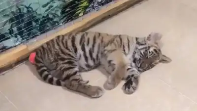 кадр из видео, фото - Новости Zakon.kz от 05.02.2020 20:15