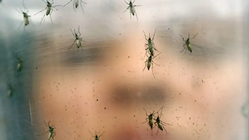 Вирус Зика может попасть в Казахстан