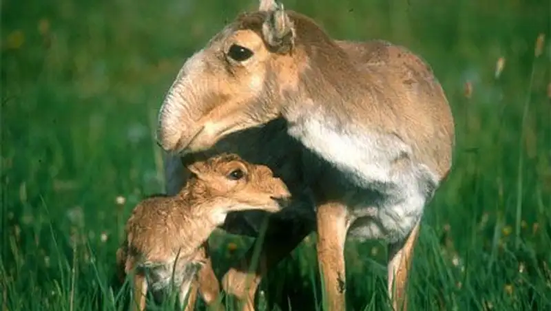 Поголовье сайги в Казахстане увеличилось до 187 тыс голов – МОСВР