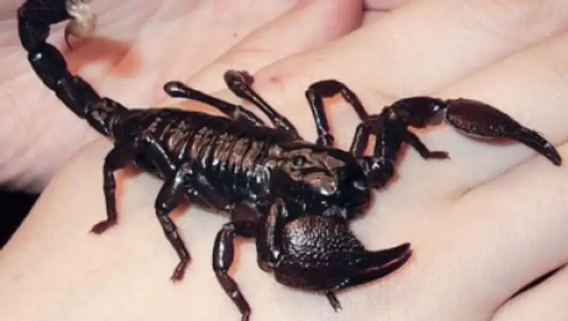 СМИ: скорпион ужалил пассажира во время рейса авиакомпании United Airlines