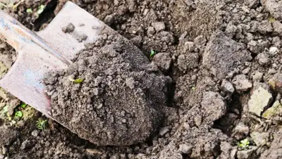 gusiyabloni.com, фото - Новости Zakon.kz от 24.09.2019 15:19