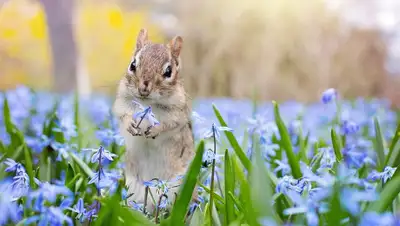 Pixabay, фото - Новости Zakon.kz от 18.03.2019 14:19