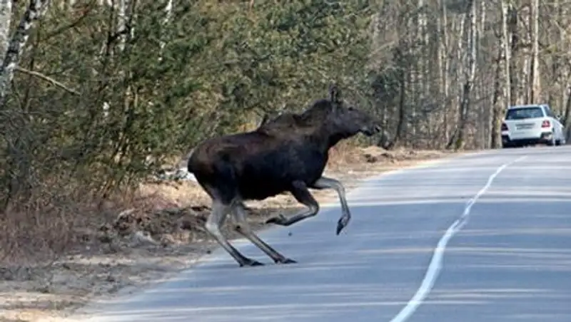 Российские лоси спровоцировали два ДТП со смертельным исходом