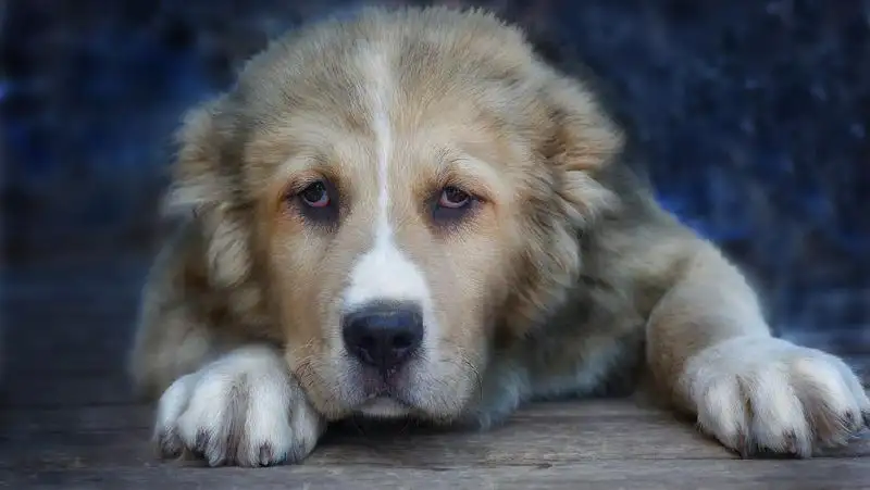 Алабай набросился на ребенка в Алматинской области