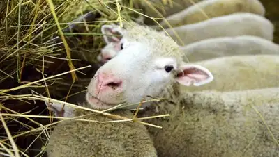 Zakon.kz, фото - Новости Zakon.kz от 30.01.2017 18:46