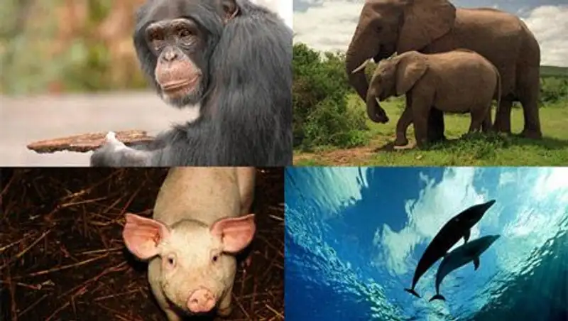 Рейтинг самых умных животных