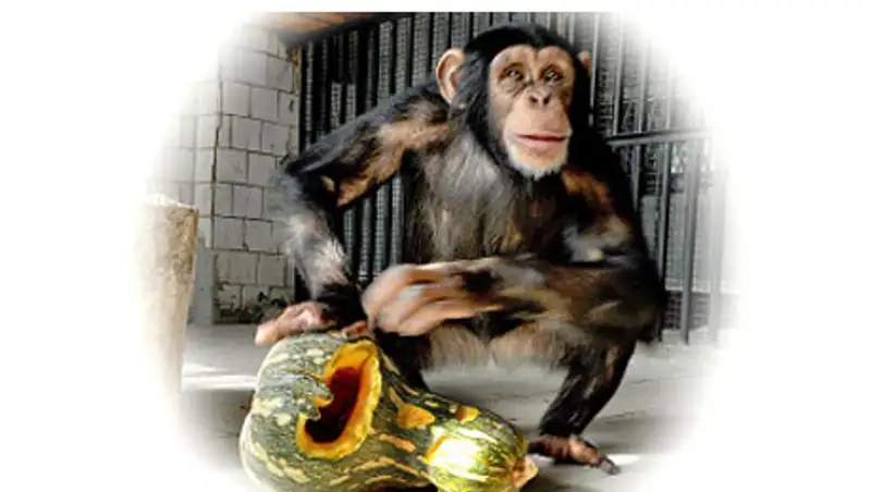 В алматинском зоопарке отметили Хэллоуин 