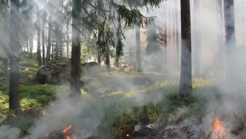 14 человек тушат пожар в Катон-Карагайском парке