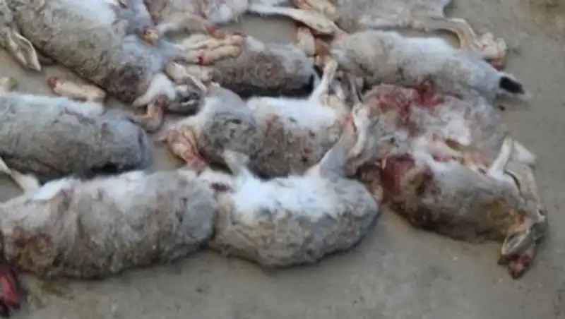 В Кызылорде задержали браконьеров с 54 тушками зайцев