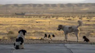 отлов собак, фото - Новости Zakon.kz от 28.04.2022 09:34