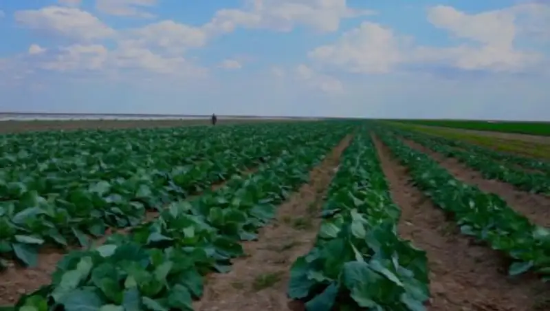 Фермеры Атырауской области прогнозируют снижение цен на овощи при увеличении ставки субсидирования поливной воды 