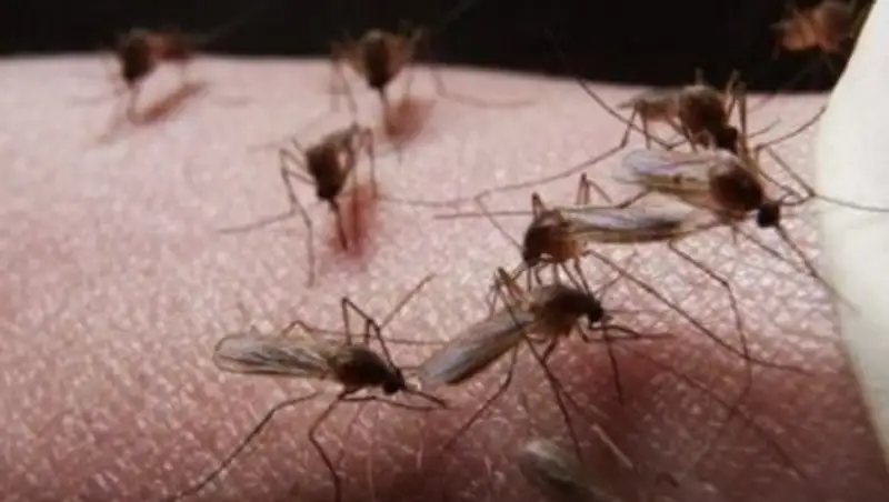 Астанчане жалуются на полчища комаров и боятся, что они мутировали