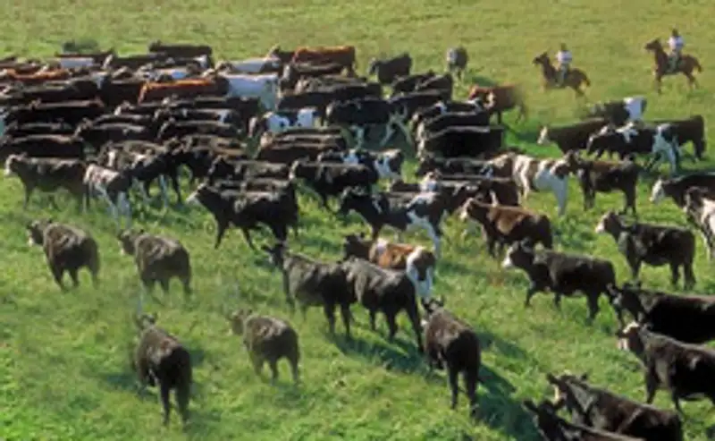 В Северо-Казахстанской области трое селян украли табун скота, фото - Новости Zakon.kz от 16.10.2012 18:54