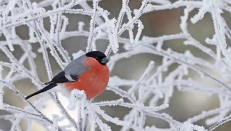 15 января на большей части Казахстана ожидается погода без осадков