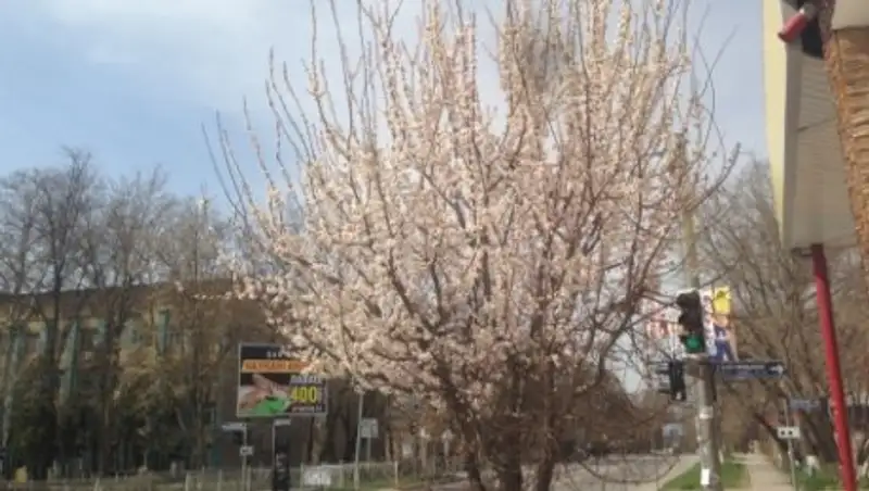 Урюк зацвёл в Шымкенте