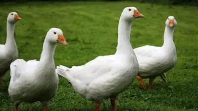 Pixabay, фото - Новости Zakon.kz от 01.10.2020 15:07