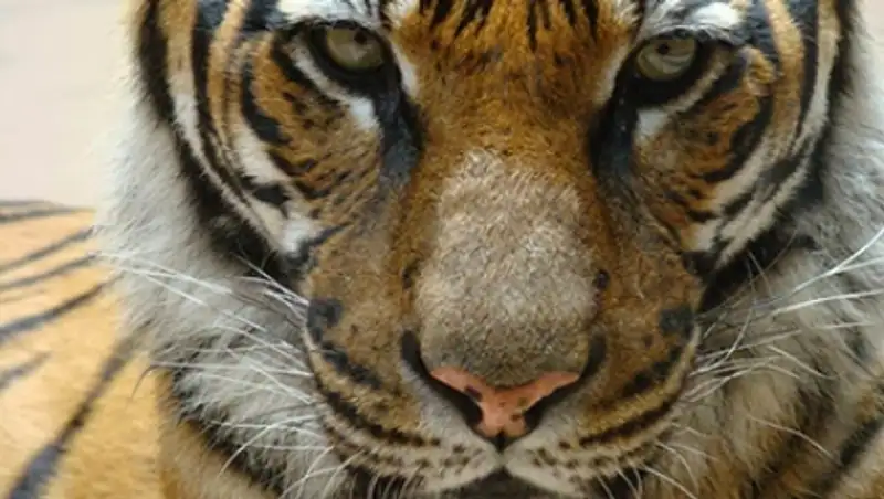 В американском зоопарке тигр покусал решившую потискать его женщину