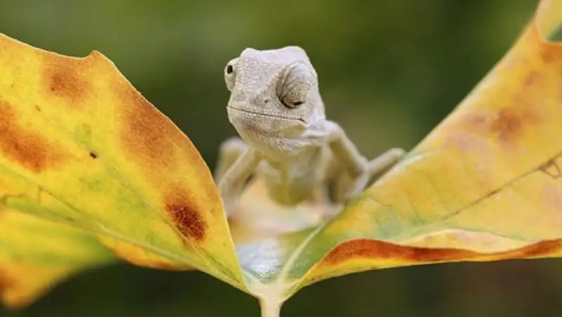 Забавные маленькие хамелеоны