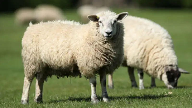 Самого дорогого в мире барана продали в Шотландии за $490 тыс.