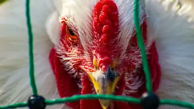 В ВОЗ заговорили о возможной новой пандемии, фото - Новости Zakon.kz от 02.03.2023 04:28