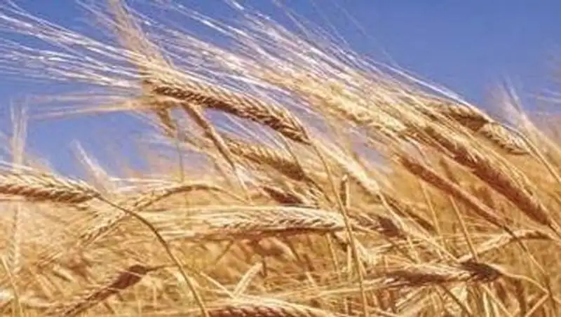 Казахстан может собрать урожай зерновых на уровне 2013 года - КазАгро