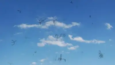 из открытых источников, фото - Новости Zakon.kz от 03.02.2019 11:21