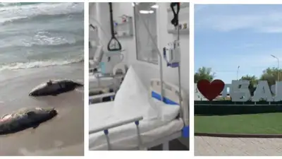 Главное к утру: гибель тюленей, массовое отравление и протест против набережной , фото - Новости Zakon.kz от 29.06.2023 07:44