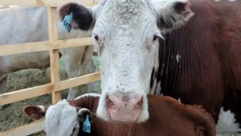 Более 3 тысяч голов больного бруцеллезом скота выявлено в Костанайской области