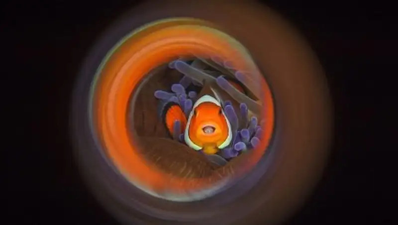 Самые впечатляющие работы конкурса подводной фотографии