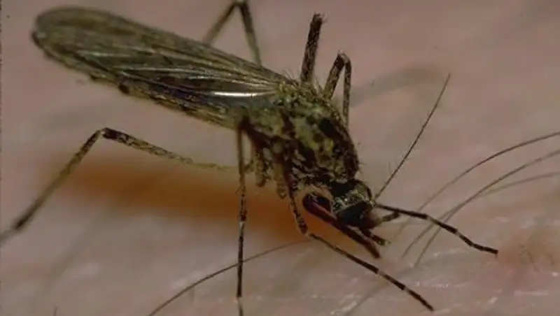 Восстановлена хронология гибели астанчанки после укуса насекомого