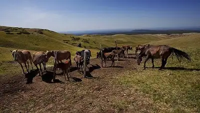 Zakon.kz, фото - Новости Zakon.kz от 30.03.2014 19:05