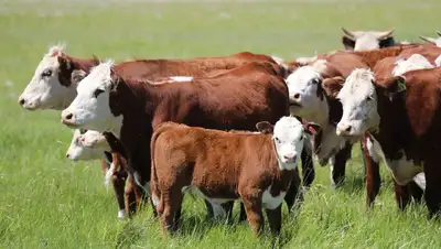 в Казахстане планируют ввести ограничение на вывоз бычков и баранчиков, фото - Новости Zakon.kz от 04.10.2022 10:22