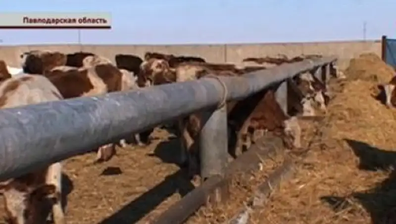 В Павлодарской области появятся штрафстоянки для коров