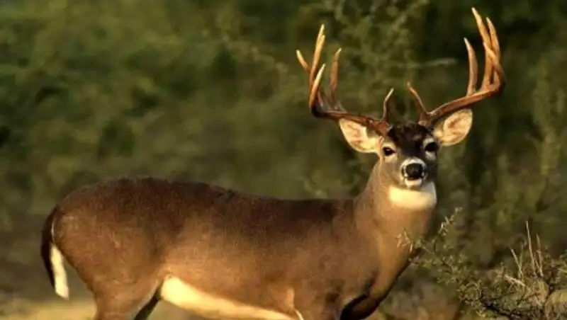 Пьяный браконьер застрелил трех краснокнижных оленей